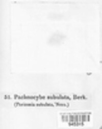 Graphium subulatum image